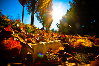 Illustration for article titled Shooting Challenge Fall Leaves Gallery 4